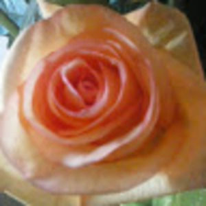 Meet your Posher, Karla